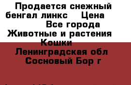 Продается снежный бенгал(линкс) › Цена ­ 25 000 - Все города Животные и растения » Кошки   . Ленинградская обл.,Сосновый Бор г.